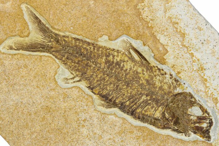Detailed Fossil Fish (Knightia) - Wyoming #344731